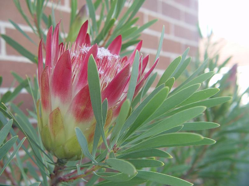protea-b 007.jpg